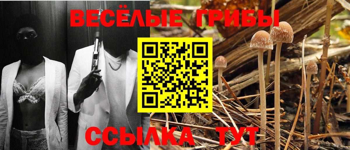 Галлюциногенные грибы Psilocybe Сарапул